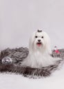 Maltese dog Royalty Free Stock Photo