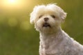 Maltese dog in the summer park Royalty Free Stock Photo