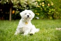 Maltese dog, white puppy in garden, summeritme Royalty Free Stock Photo