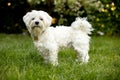 Maltese dog, white puppy in garden, summeritme Royalty Free Stock Photo