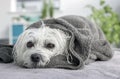 Maltese dog wrapped in towel after washing and grooming or treatment Royalty Free Stock Photo