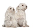 Maltese dogs, 5 and 7 years old, sitting