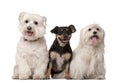 Maltese dogs, 9 years old and mixed-breed Royalty Free Stock Photo
