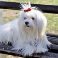 Maltese dogs posing on a park bench Royalty Free Stock Photo