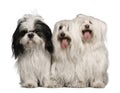 Maltese dogs and Shih Tzu, sitting Royalty Free Stock Photo