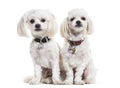 Maltese dogs, 4 years old, sitting against white background Royalty Free Stock Photo
