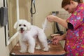 Maltese getting haircut, female groomer.