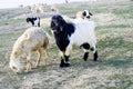 Maltese goat, goat pictures, black goat pictures, hairy goat pictures, goat grasses