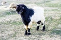 Maltese goat, goat pictures, black goat pictures, hairy goat pictures, goat grasses