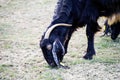 Maltese goat, goat pictures, black goat pictures, hairy goat pictures, goat grasses