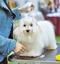 Maltese grooming dog