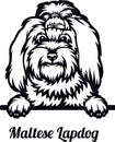 Maltese Lapdog Dog - Peeking Dog Breed - Pet Dog Vector Portrait, Dog Silhouette Stencil