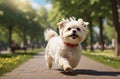 Maltese lapdog play in summer park