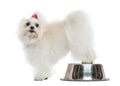 Maltese looking at the camera, rear legs on a bowl, isolated