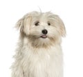 Maltese, 7months,  against white background Royalty Free Stock Photo