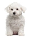 Maltese, 7 months old, sitting in front of white background Royalty Free Stock Photo