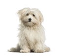 Maltese, 7months, sitting against white background Royalty Free Stock Photo