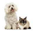 Maltese panting and Birman cat