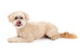 Maltese and Poodle Dog Mix Laying and Licking Lips