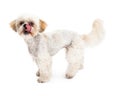 Maltese and Poodle Mix Dog Licking Lips