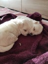 Maltese puppies