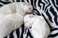Maltese puppies sleeping