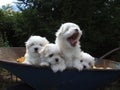 Maltese puppies in wheelbarrow