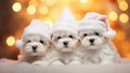 Maltese puppies in white santa hats lying in front view