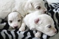 Maltese puppies zebra print Royalty Free Stock Photo