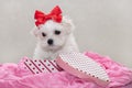 Maltese puppy Royalty Free Stock Photo