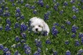 Maltese Puppy