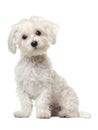 Maltese puppy, 6 months old, sitting Royalty Free Stock Photo