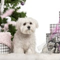 Maltese puppy, 6 months old, sitting with Royalty Free Stock Photo