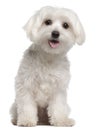 Maltese puppy, 9 months old, sitting Royalty Free Stock Photo
