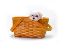 Maltese Puppy in basket Royalty Free Stock Photo