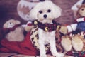 Maltese puppy in a christmas stocking Royalty Free Stock Photo