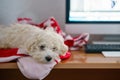 Maltese puppy dog resting lying near computer and close its eyes. Purebred pet doggy napping sleeping at home Royalty Free Stock Photo