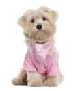 Maltese puppy dressed, sitting and looking at the camera Royalty Free Stock Photo