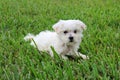 Maltese puppy in grass Royalty Free Stock Photo