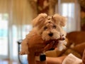 Maltese puppy in hands