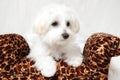 Maltese Puppy Portrait Royalty Free Stock Photo