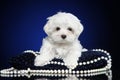 Maltese puppy on blue pillow