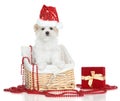 Maltese puppy in Santa red hat Royalty Free Stock Photo