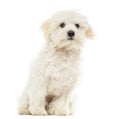 Maltese puppy sitting, 7 months old, isolated Royalty Free Stock Photo