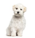 Maltese puppy sitting, 6 months old, isolated Royalty Free Stock Photo