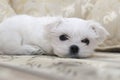 Maltese puppy on the sofa Royalty Free Stock Photo