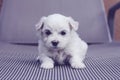 Maltese puppy on striped chair