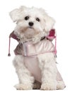 Maltese puppy wearing pink coat, 9 month old