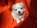 Maltese puppy white