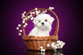 Maltese puppy in wicker basket